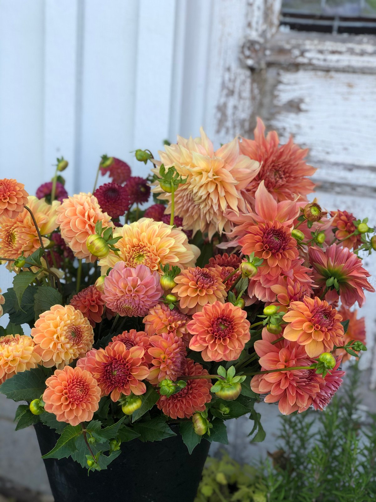 Fodor Tree Farm — 2026 Dahlia Subscription Program